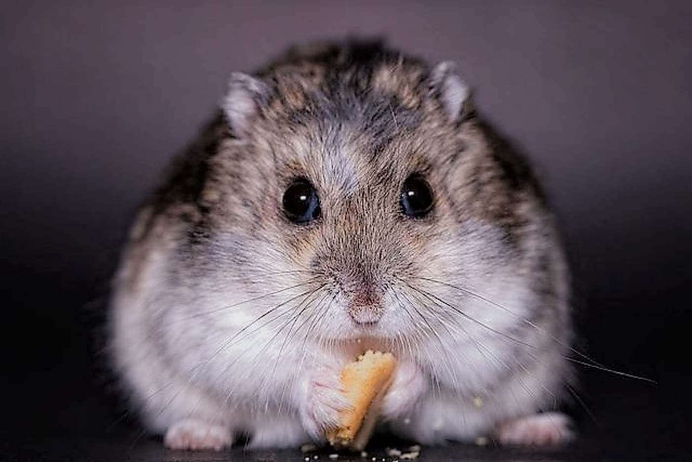 hamster-symbole-grignotage